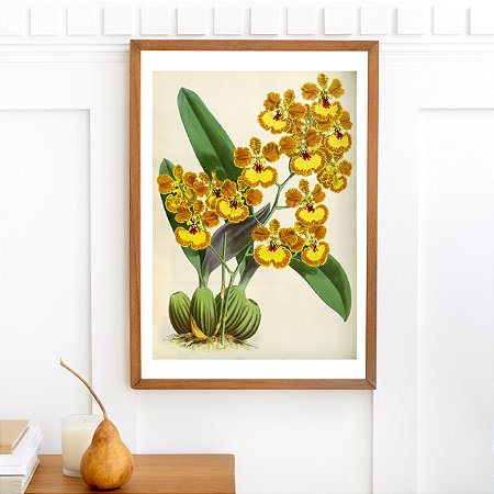 Prancha chuva de ouro por Fitch