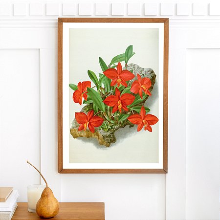 Prancha cattleya por Fitch