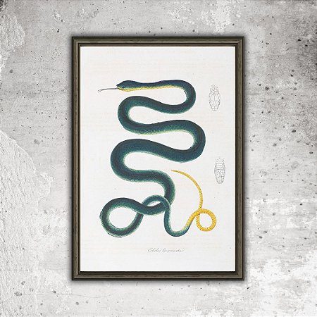 Prancha cobra verde por Maximiliano Wied