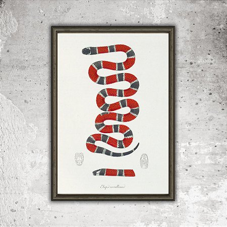 Prancha coral por Maximiliano Wied