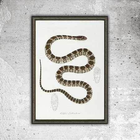 Prancha jararacuçu por Maximiliano Wied