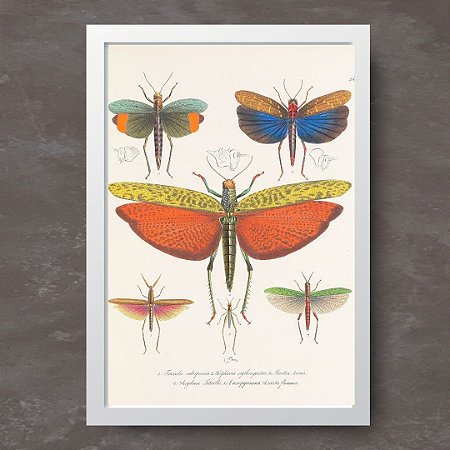 Prancha orthopteros por Wilhelm Siegrist