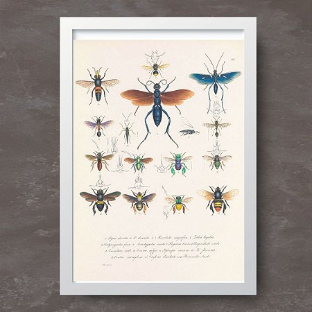 Prancha himenópteros por Wilhelm Siegrist