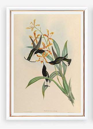Prancha beija-flor-preto por John Gould