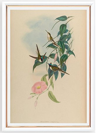 Prancha beija-flor-chifre-de-ouro por John Gould