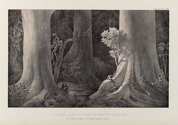 Prancha Amazônia por Martius