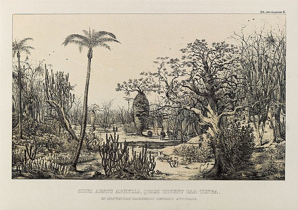 Prancha Caatinga por Martius