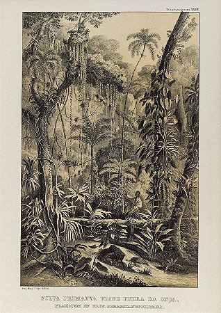 Prancha Mata Atlântica por Martius