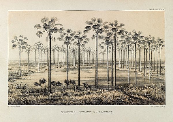 Prancha Pantanal por Martius