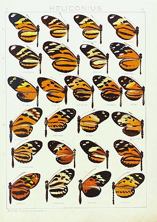 Prancha "Heliconius por Adalbert Seitz"