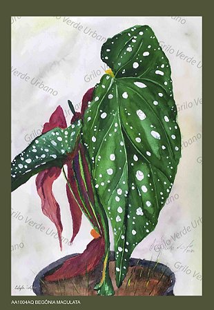Featured image of post Aquarela Botanica Aurella botanica all rights reserved privacy policy terms conditions