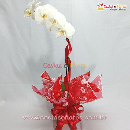 Orquídea PHALAENOPSIS Cores - Uma Haste