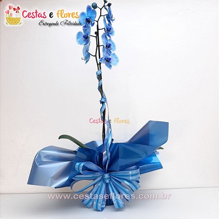 Orquídea PHALAENOPSIS Blue Mystique