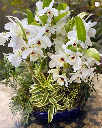 Arranjo com orquídea branca cerâmica azul