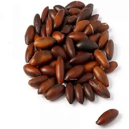 Castanha de Baru Torrada e sem Sal - 05kg