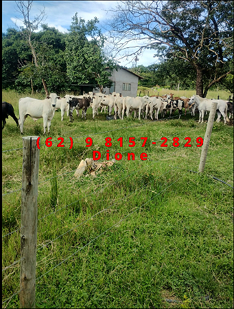 Fazenda -  Faina  - 40 alqs