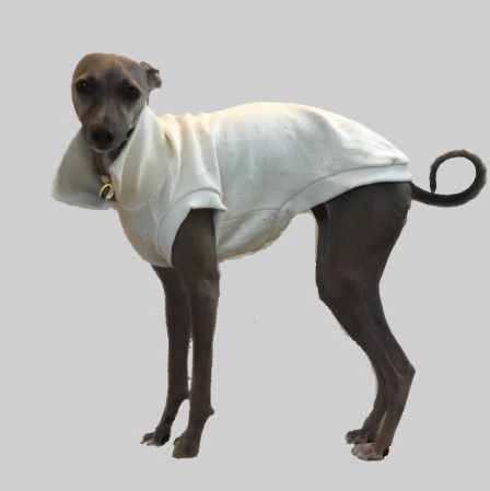 COLETE DE GALGO ITALIANO MOLETINHO OFF PONTINHOS