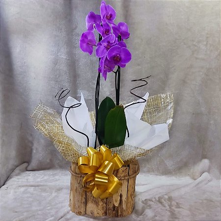 Arranjo de Orquídea phalaenopsis - Mundo Carol Cestas Café da Manhã e  Personalizadas