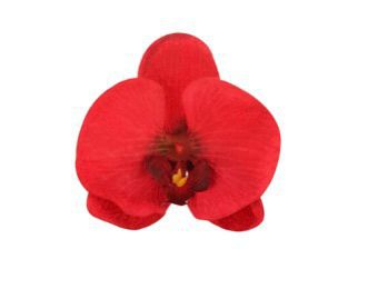 Porta Guardanapo Orquídea Bordô