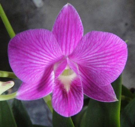 Orquídea Denphal Pink Stripe