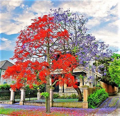 Muda de Árvore do Fogo Illawarra - Florada Vermelha Magnífica