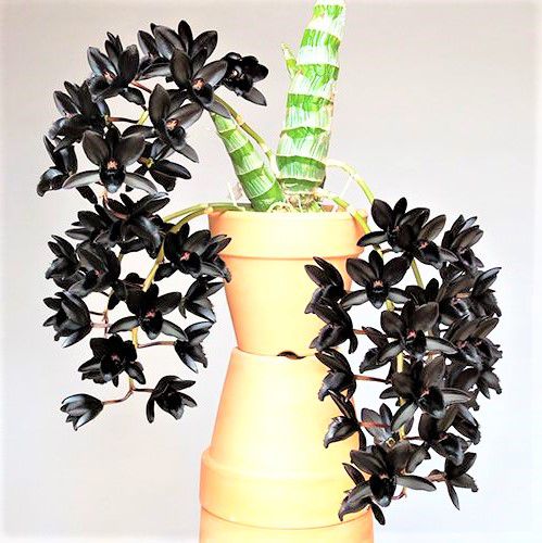 Orquídea Negra Fredclarkeara After Dark "SVO Black Pearl" FCC/AOS - Cor Natural