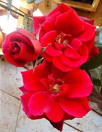 Rosa Barkarole Arbustiva Vermelha Veludo