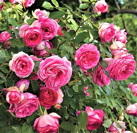 Rosa trepadeira “Eden Deep Pink" de Flores GRANDES