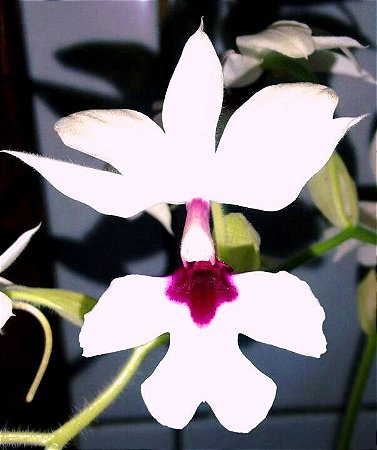 Orquídea Calante Vestita