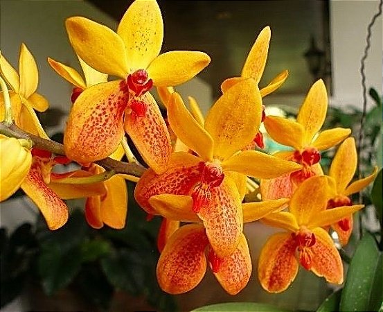 Orquídea Kagawara Sandy Gold