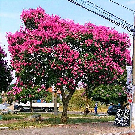 Resedá Gigante de Flor Rosa Muda