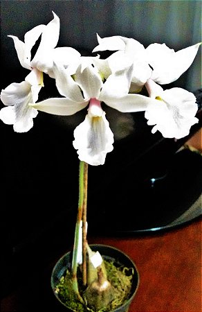 Orquídea Calante vestita Alba
