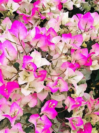 Imagen de la flor de Bougainvillea