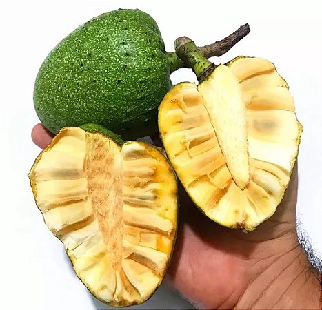 Araticum-do-Brejo - Annona glabra