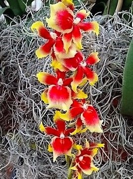 Orquídea Havaiana Pauls Pride