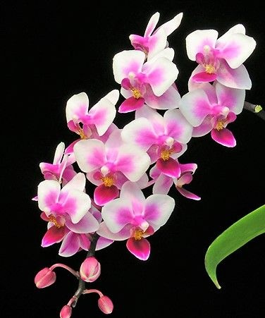 Orquídea Phalaenopsis Be Tris