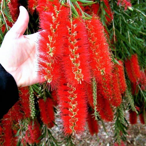 Árvore Escova-de-Garrafas Vermelha - Callistemon ou Calistemo