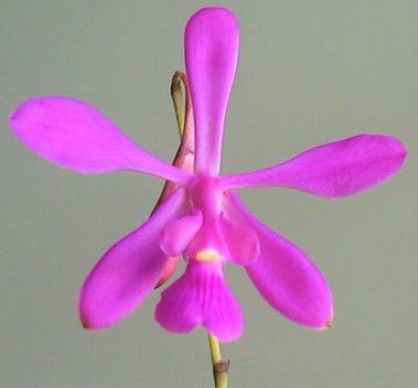 Orquídea Encyclia ghillanyi - Adulta