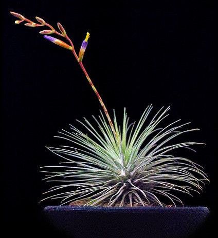 Tillandsia Fuchsii - Air Plants