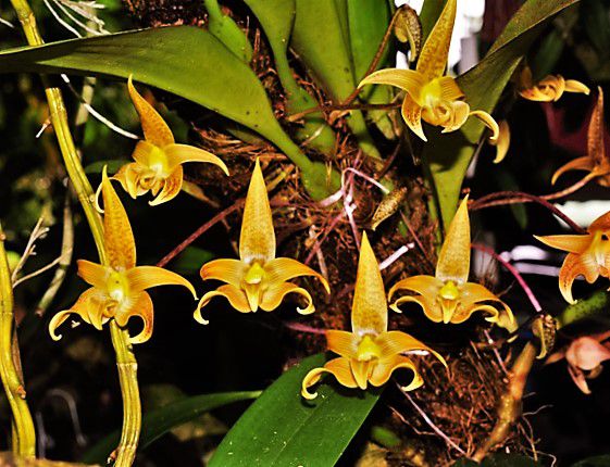 Orquídea Bulbophyllum Lobby