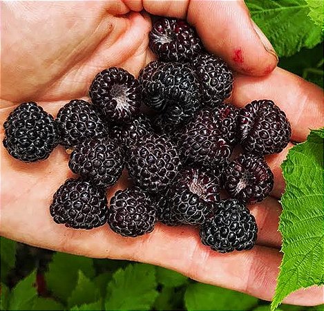 Framboesa Negra - Para Climas Quentes! - Raridade