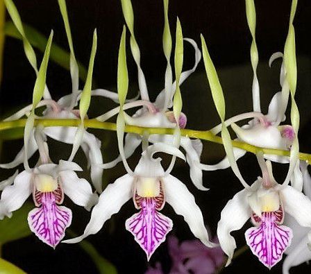 Orquídea Dendrobium antenatum