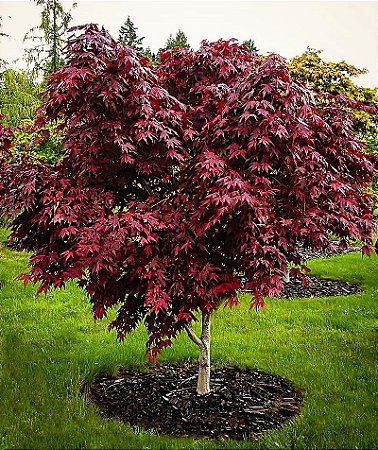 Acer Palmatum Atropurpureum