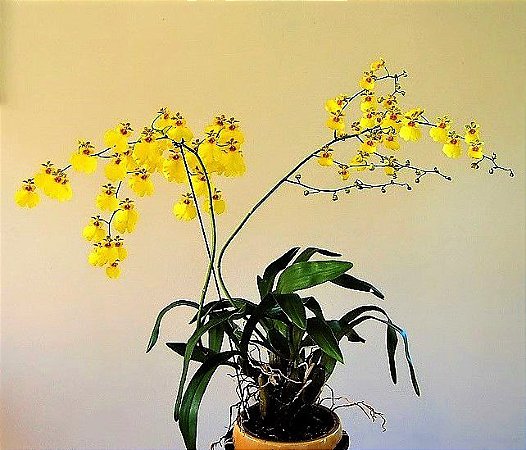 Orquídea Oncidium Flexuosum  - Adulta