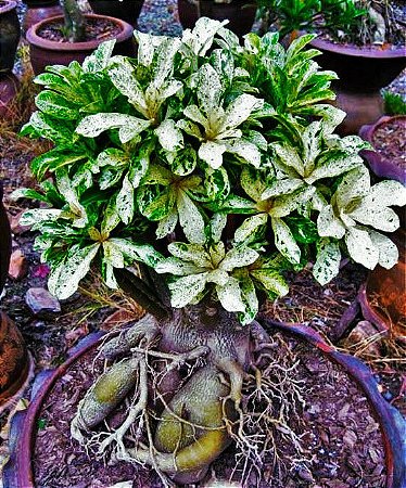 Rosa do Deserto VARIEGATA - Raríssimo - Mudas - Jardim Exótico - O