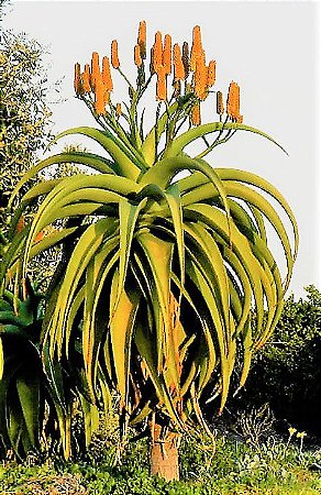 Aloe Gigante ou Thraskii - Mudas