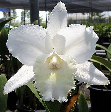Orquidea Blc White Dream - Muda
