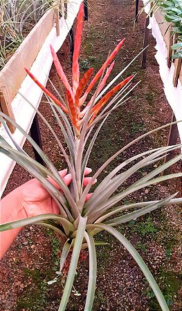 Tillandsia Flabellata - Air Plant