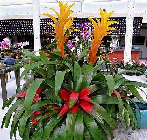 Guzmania Jazz - Air Plant