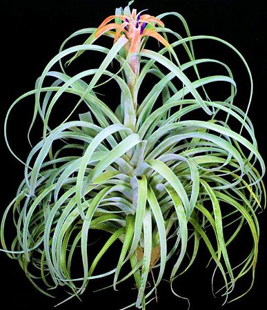 Bromélia Tillandsia Capitata - Mudas